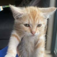 Photo of Charizard ** 2nd Chance Cat Rescue **