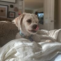 Photo of Timmy   1 Year Old Shih Tzu X Poodle