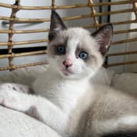 Photo of Possum 🩵🐟