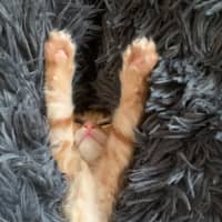 Photo of Sawyer 🐈🐈💙💙