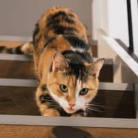 Photo of Genevieve Illingworth