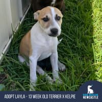 Photo of Layla   13 Week Old Fox Terrier X Kelpie (Trial)