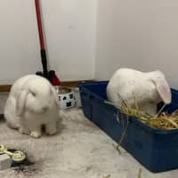 Photo of Yoyo & Yumberry