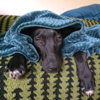 Photo of Dobby