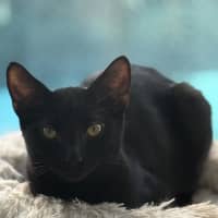 Photo of Polo