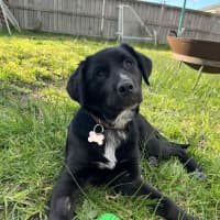 Photo of Roxie