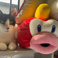 Photo of Basil   In Foster Care In Cranbourne