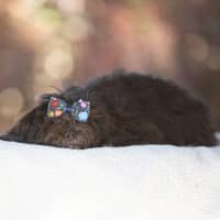 Photo of Onyx
