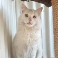 Photo of Snowball 