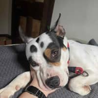 Photo of Demo   2 Year Old Staffy X