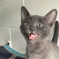 Photo of Odin