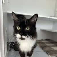 Photo of Socks