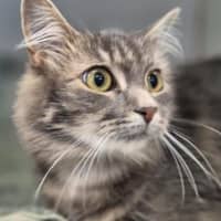 Photo of Luna