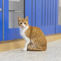 Photo of Molly (Ginger)