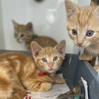 Photo of Cheeto