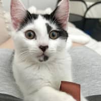 Photo of Pebbles 