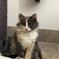Photo of Fluffy