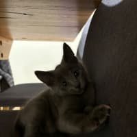 Photo of Henry