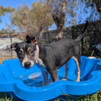 Photo of Sirena