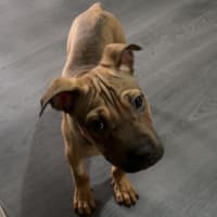Photo of Minty