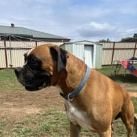 Photo of Barkley