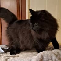 Photo of Raven 