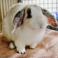 Photo of Harry Hopper