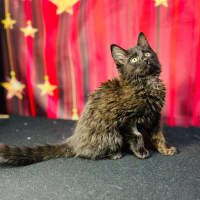 Photo of Sabrina (Located In Preston) 