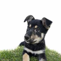 Photo of Dragonfruit 