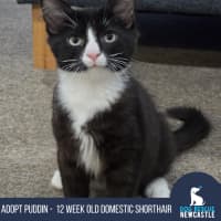 Photo of Puddin   12 Week Old Domestic Shorthair