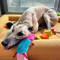 Photo of Buddy The Greyhound