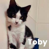 Photo of Toby 