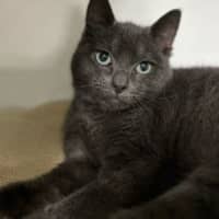 Photo of Ash
