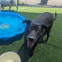 Photo of Leeloo Imp 2795