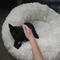 Photo of Frankie   9 Week Old Dsh