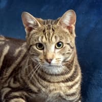 Photo of Inu Sta012540