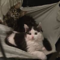 Photo of Sienna   Located In Wallan