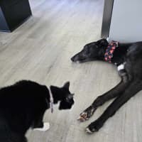 Photo of Rodney, The Cat Friendly Greyhound