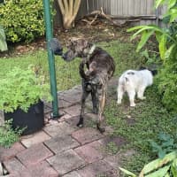 Photo of Humphrey   10 Month Old Bull Mastiff X