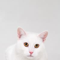 Photo of Blizzard