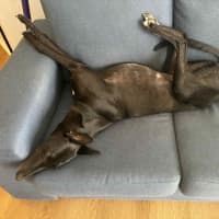 Photo of Carla, They Greyhound