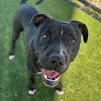 Photo of Baz Imp 962