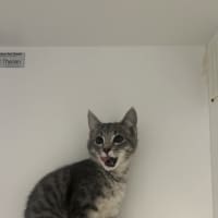 Photo of Luna