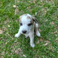 Photo of King Julien! 