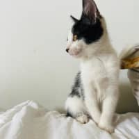 Photo of Chilli