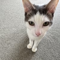 Photo of Solitaire