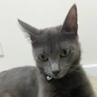 Photo of Smokey