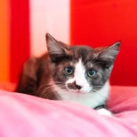 Photo of Pancake