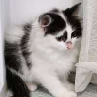 Photo of Vixen *9 Lives Project Rescue*