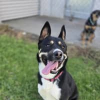 Photo of Ruby (67536)